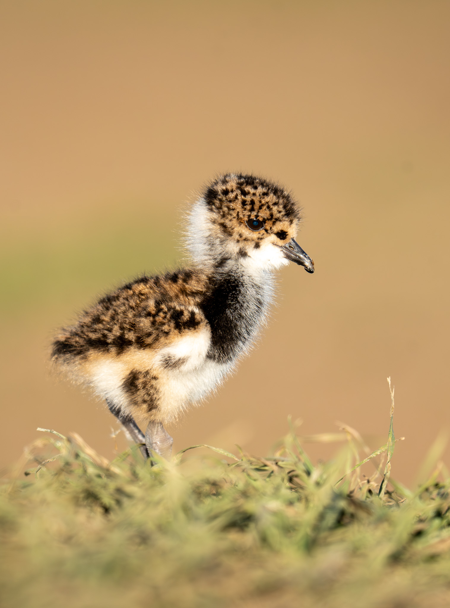 dsc09683 enhanced nr dsc09683 enhanced nr