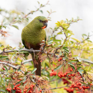 dsc00949 enhanced nr