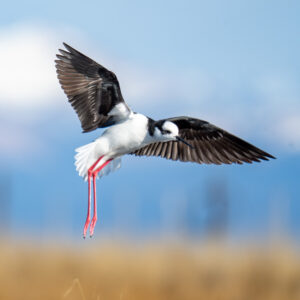 dsc01926 enhanced nr