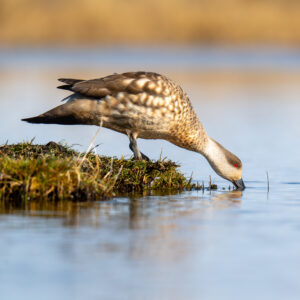 dsc02033 enhanced nr