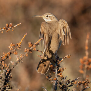 dsc03184 enhanced nr