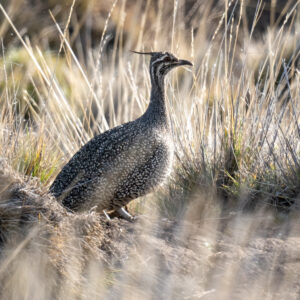 dsc03304 enhanced nr