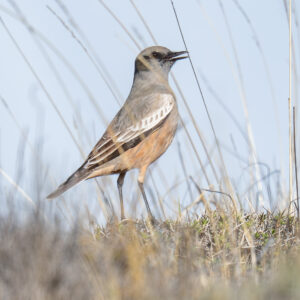 dsc03401 enhanced nr