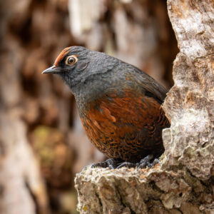 dsc03762 enhanced nr 4