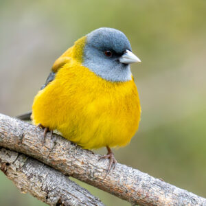 dsc03789 enhanced nr