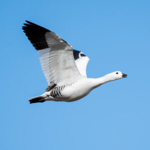 dsc03876 enhanced nr