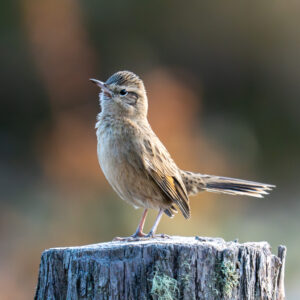 dsc04700 enhanced nr