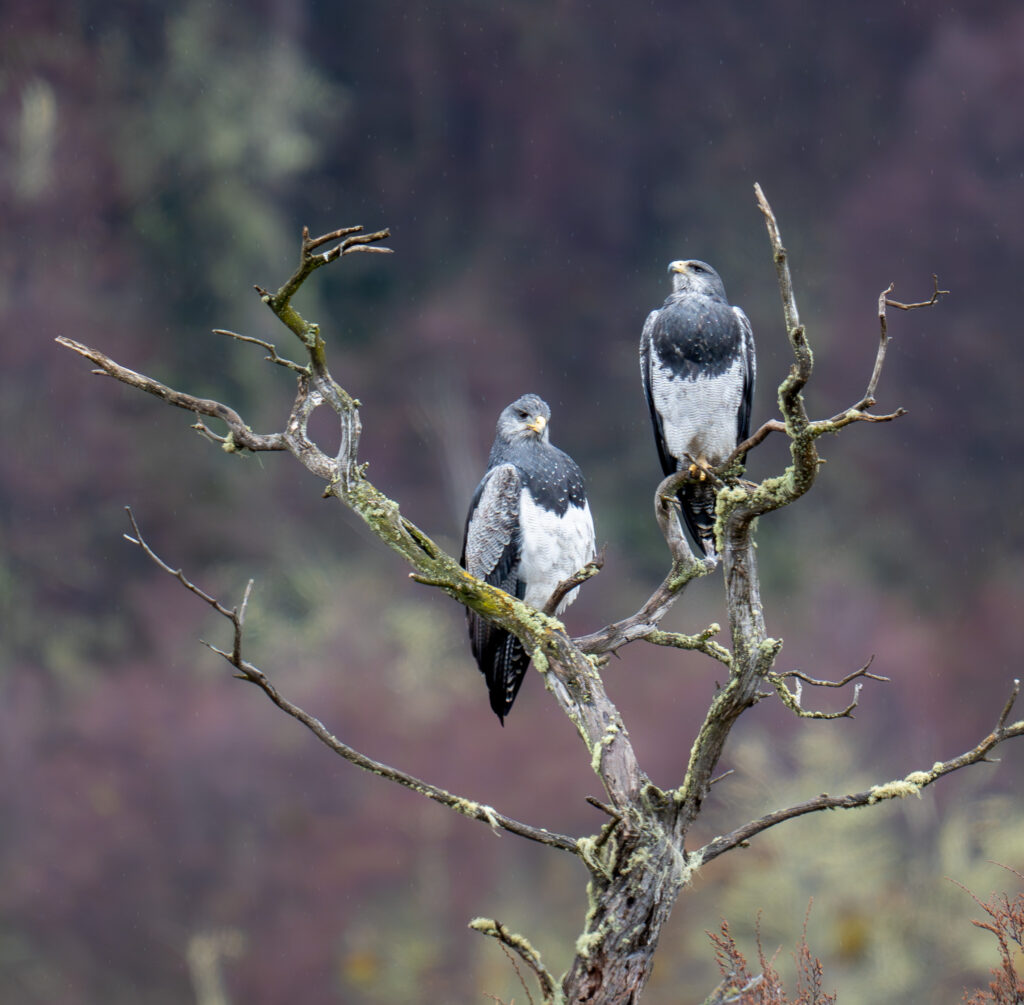 dsc04943 enhanced nr 2