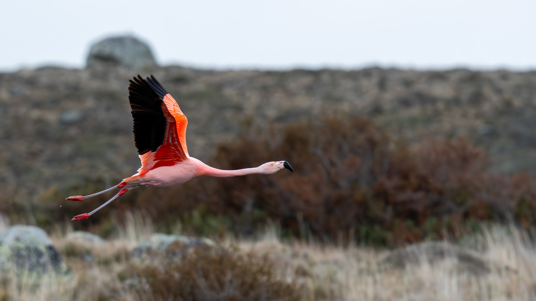 dsc05526 enhanced nr 2