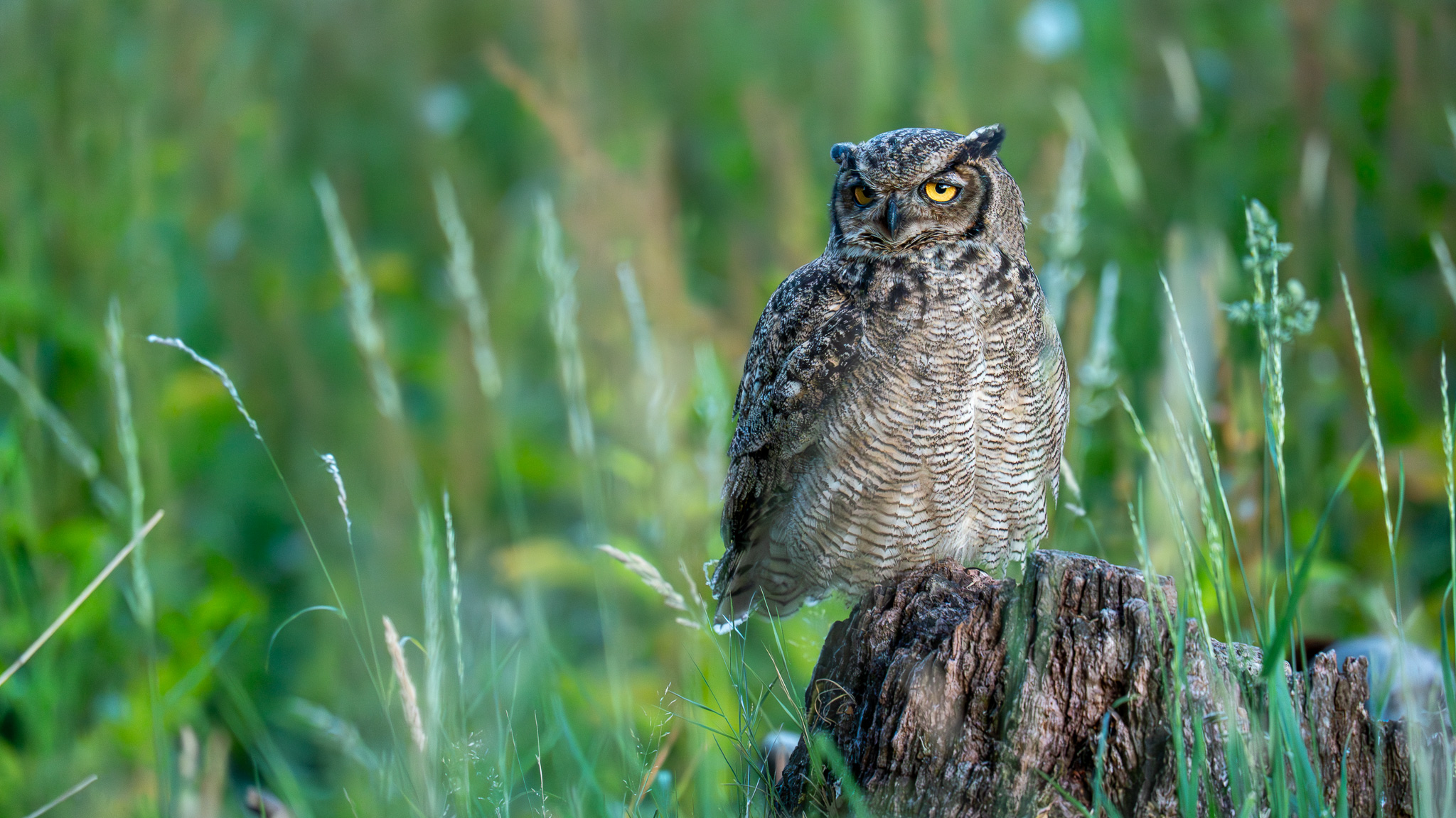 dsc04922 enhanced nr