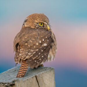 dsc07319 enhanced nr