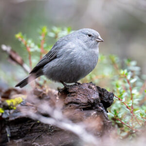 dsc07585 enhanced nr