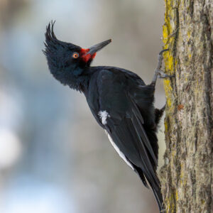 dsc08236 enhanced nr