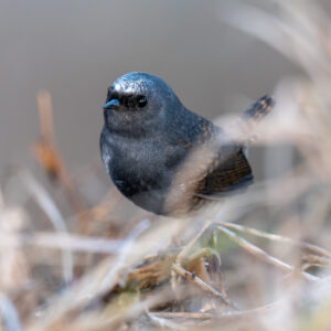 dsc08535 enhanced nr