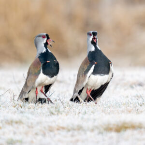 dsc09449 enhanced nr